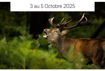 Rando, Brame du cerf & cueillette de champignons