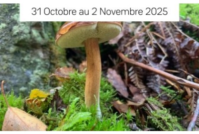 Naturopathie & Cueillette de champignons