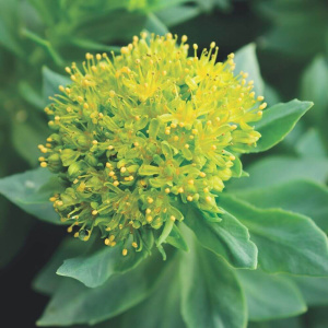 RHODIOLE Racine