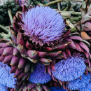 Photo artichaut, Cynara scolymus, feuille