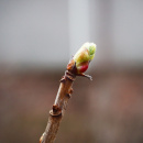 Photo cassis bourgeon, ribes nigrum