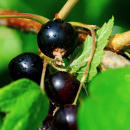 Photo cassis, ribes nigrum, feuille