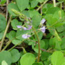 Photo desmodium, Desmodium adscendens, feuille