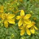 Photo Millepertuis, Hypericum perforatum, sommité fleurie