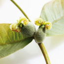 Photo bourgeon noyer, juglans regia