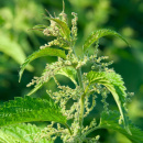Photo ortie piquante, Urtica dioica, feuille