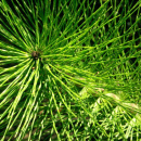 Photo prêle, equisetum arvense, partie aérienne