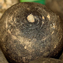 Photo radis noir, raphanus sativus, racine