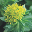 Photo rhodiole, rhodiola rosea, racine