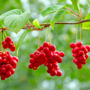 Photo Schisandra, Schisandra chinensis, fruit