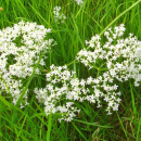Photo valériane, valeriana officinalis, racine